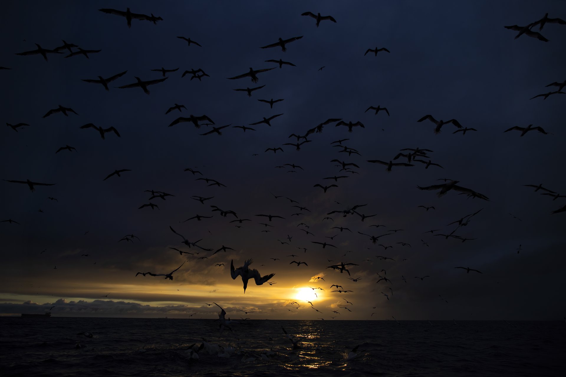 Northern gannet at sunrise